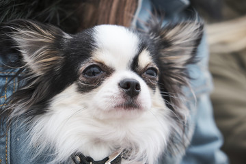 Woman with blue knitted fabric holding black chihuahua in her arms