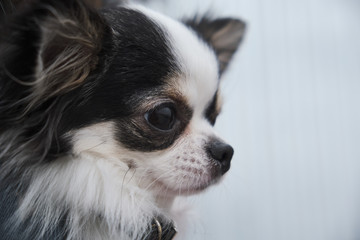 Woman with blue knitted fabric holding black chihuahua in her arms