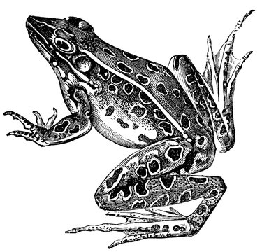Frog Engraving Isolated on White