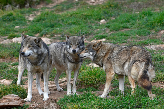 Wolfsrudel (Canis lupus lupus) - gray wolf