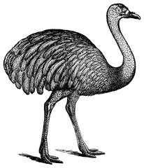 Vintage Ostrich Engraving Isolated On White