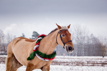 Cute palomino horse portrait in winter
