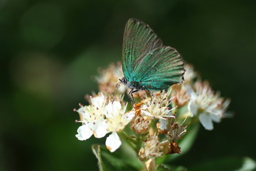 W pięknym świecie macro