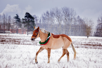 Cute palomino pony trotting in the snow - obrazy, fototapety, plakaty