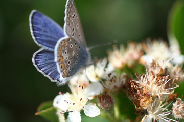 W pięknym świecie macro