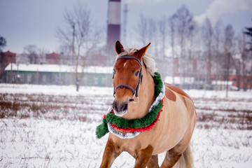 Cute palomino horse portrait in winter