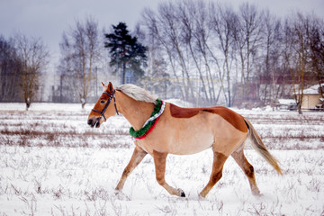 Cute palomino pony trotting in the snow