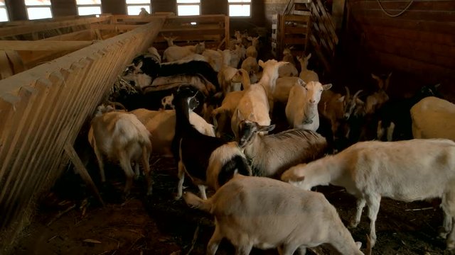 Farm goats inside a barn. Many goats eating hay in stall at breeding farm. Farming and animal husbandry concept.