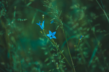 Fototapeta na wymiar Beautiful flower Campanula among green grass summer background