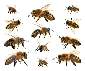 Fotobehang bee or honeybee isolated on the white background © Daniel Prudek