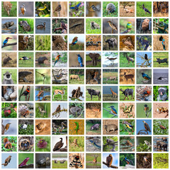 Collection of wildlife and animals of the world photos
