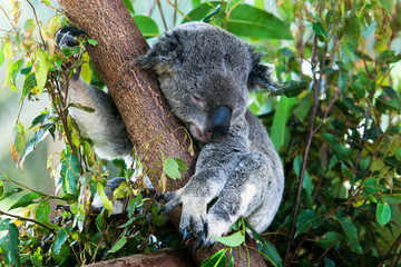 Relaxing Koala in an eucalyptus tree