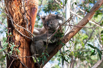 Koala sitting in an eucalyptus tree