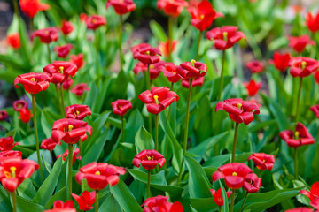field of red tulips