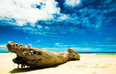 Driftwood with shells at 75 miles beach, fraser island, australia