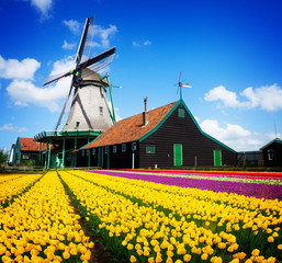 dutch windmill over tulips field