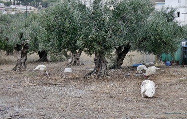 Vögel auf dem Hof mit Bäumen auf Kreta