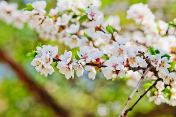 Obraz premium flowers of cherry tree