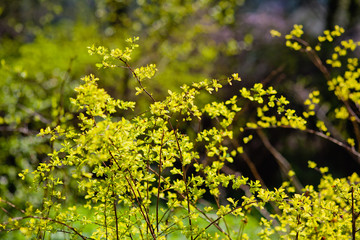 the bushes with the young leaves