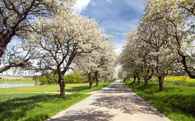Fototapeta na wymiar alley of cherry trees white flowering