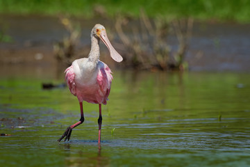 Roseate Spoonbill - Platalea ajaja gregarious wading bird of the ibis and spoonbill family, Threskiornithidae