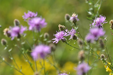 Among the herbs are blooming cornflower (Centaurea jacea)