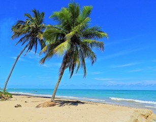 Fototapeta na wymiar Miracle Route, Alagoas, Brazil. Paradisiac's beaches with a fantastic landscape. São Miguel dos Milagres and Passo de Camaragibe, Alagoas Brasil. Great vacation and beach scenes.