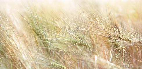 Rye field on a sunny day. Ear of rye close-up. Beautiful rural landscape. The concept of a rich harvest. Selective focus, close-up, side view, copy space.. Banner
