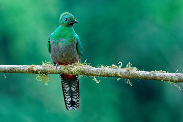 Quetzal - Pharomachrus mocinno - female bird in the trogon family. It is found from Chiapas, Mexico to western Panama