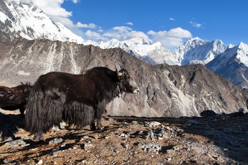 Black yak on the way to Everest base camp - Nepal