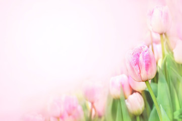 Spring blossoming tulips, bokeh flower background, pastel and soft floral card, selective focus, toned	