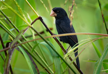 Nicaraguan Seed-finch - Sporophila (Oryzoborus) nuttingi -  bird in the family Thraupidae
