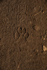 Cougar Footprint