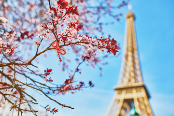 Fototapeta na wymiar Eiffel Tower with cherry blossom