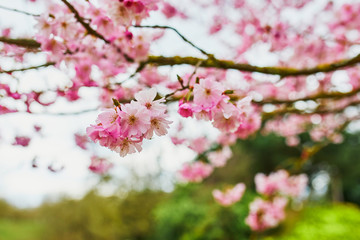Fototapeta na wymiar Beautiful cherry blossom sakura