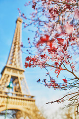Fototapeta na wymiar Eiffel Tower with cherry blossom