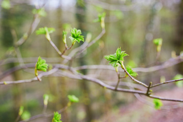 Tree branch with first green leaves