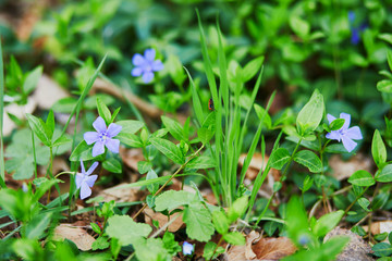 Beautiful blue flowers in the grass