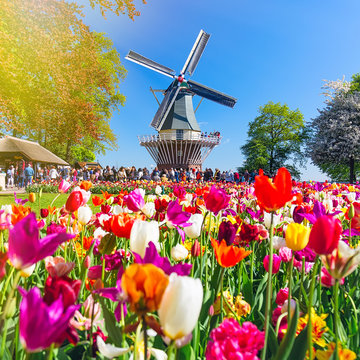 Blooming colorful tulips flowerbed in public flower garden with windmill. Popular tourist site. Lisse, Holland, Netherlands.