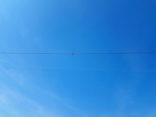 Bird on a wire power cable