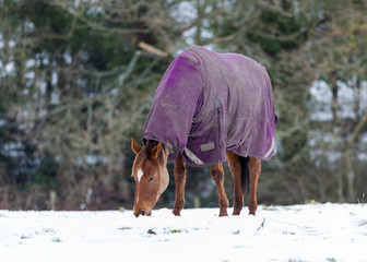 Horses in winter coats grazing in snow covered field. © coxy58