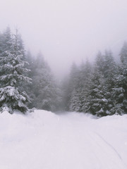 snow mountain wood trees. pine trees woods. 