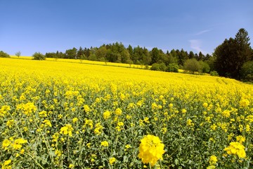 Obraz premium rapeseed canola or colza field in latin brassica napus