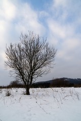 Tree silhouette during winter. Slovakia