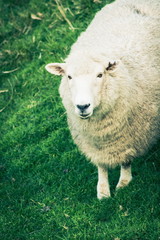Naklejka na ściany i meble Close up image of a sheep with copy space