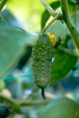 One green ripe cucumber on a bush among the leaves. Cucumber on the background of the garden.
