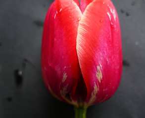 beautiful red tulip with a water drops on the black background 