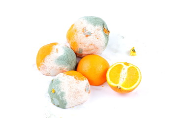 Rotting oranges on a white background. Oranges fruits with mold isolated. Spoiled and fresh citrus. Expired fruits. Unhealthy food