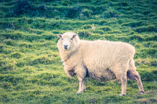 Landscape image of a sheep on a farm with copy space