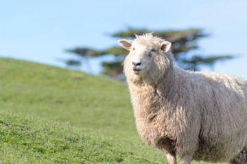 Obraz premium Closeup image of a sheep on a farm with copy space